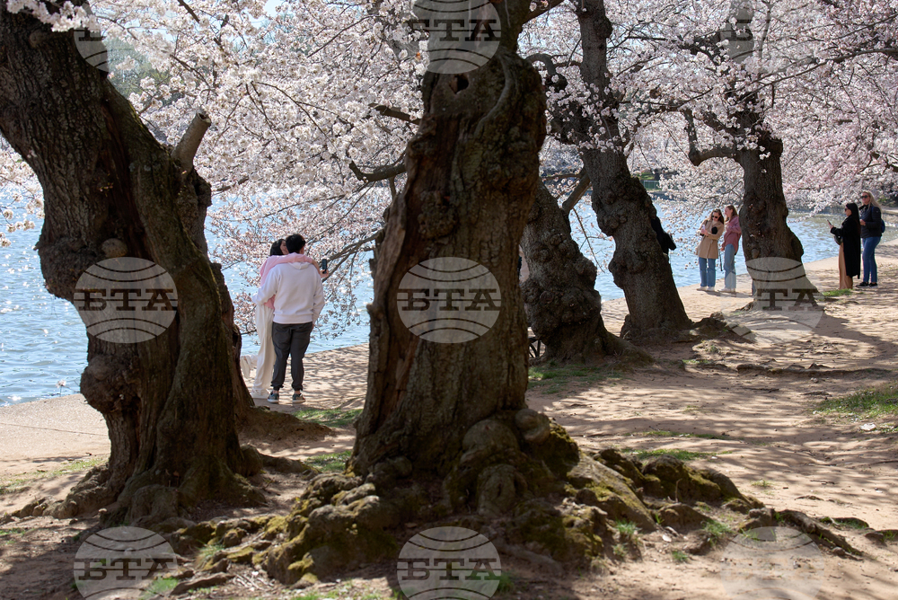 Washington Cherry Blossoms