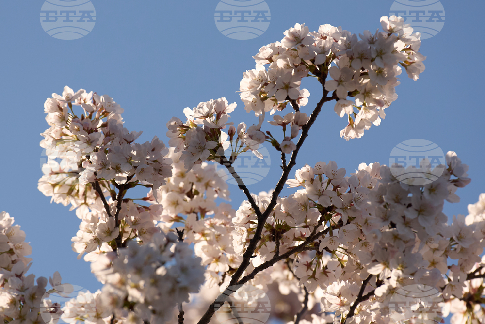 Washington Cherry Blossoms