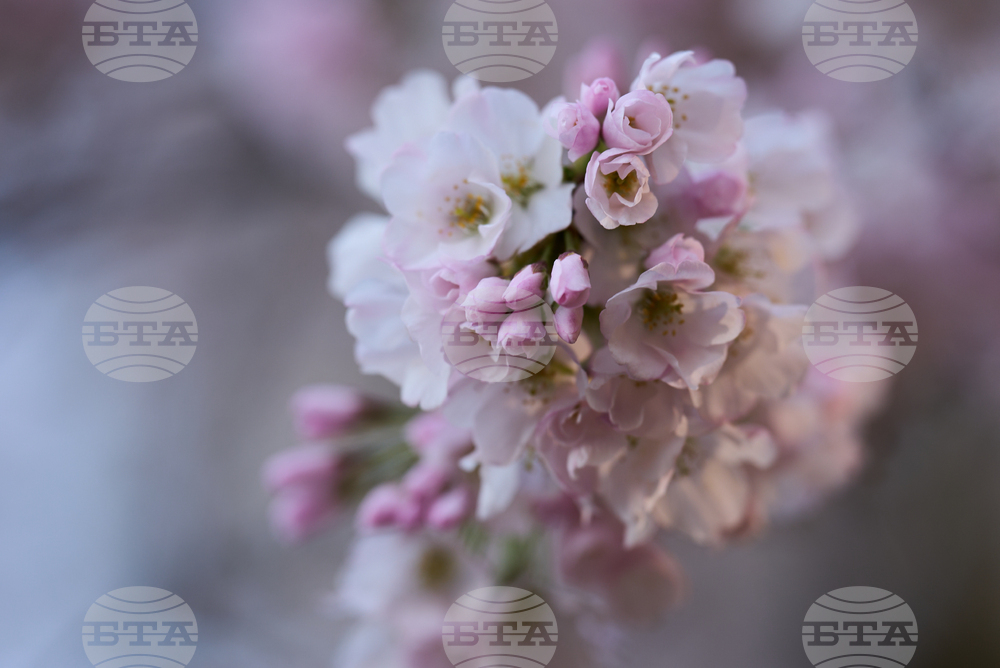 Washington Cherry Blossoms