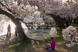 Washington Cherry Blossoms