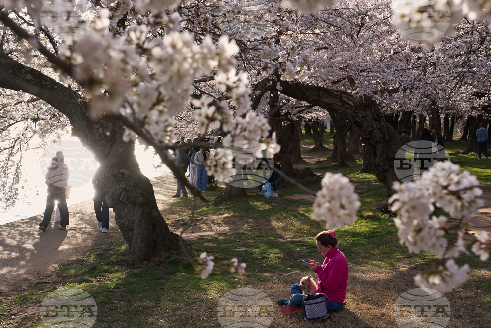 Washington Cherry Blossoms