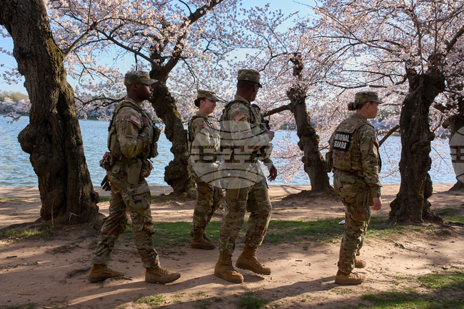 APTOPIX Washington Cherry Blossoms