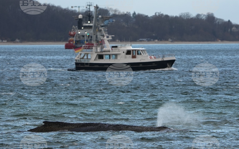 Germany Whale Rescue