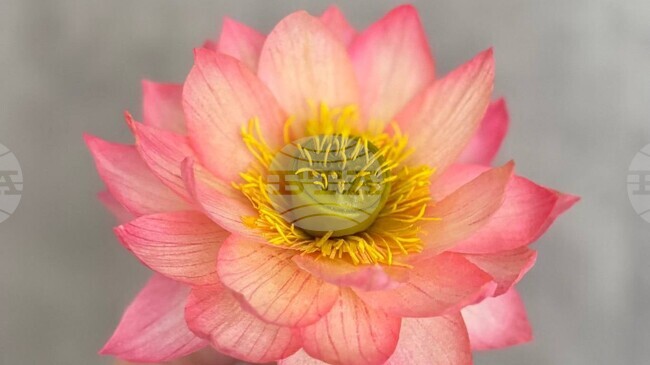 Захарни цветя ще бъдат показани за Цветница в Ботаническата градина на БАН