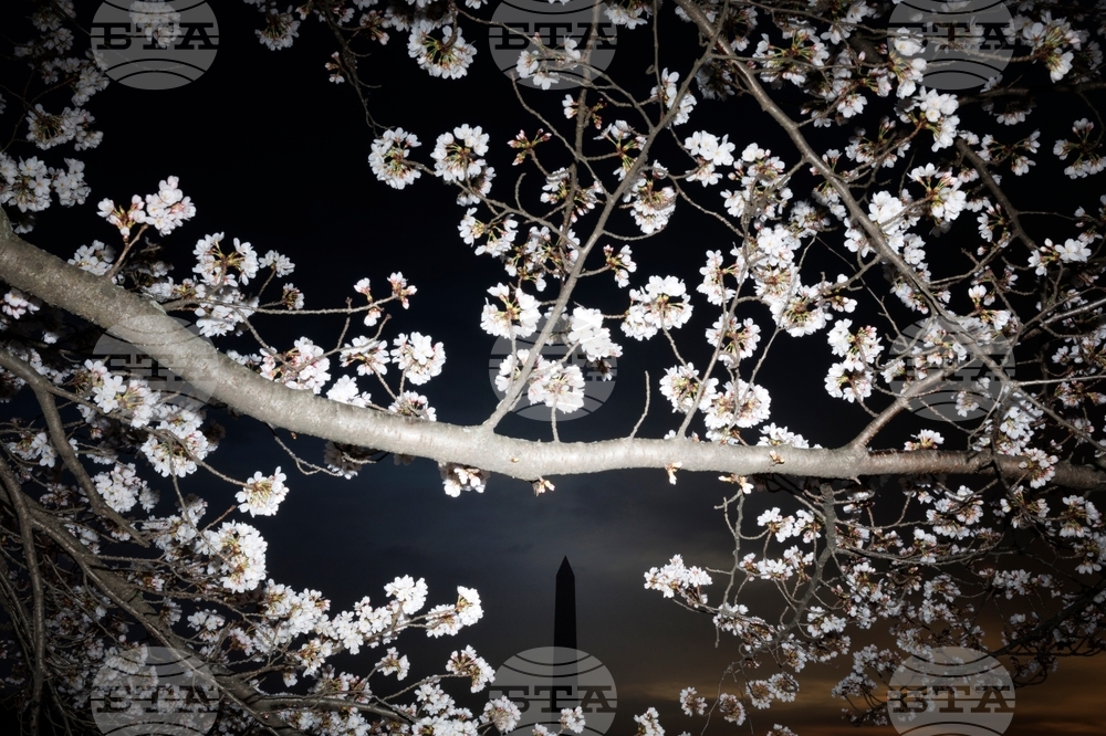 Washington Cherry Blossoms