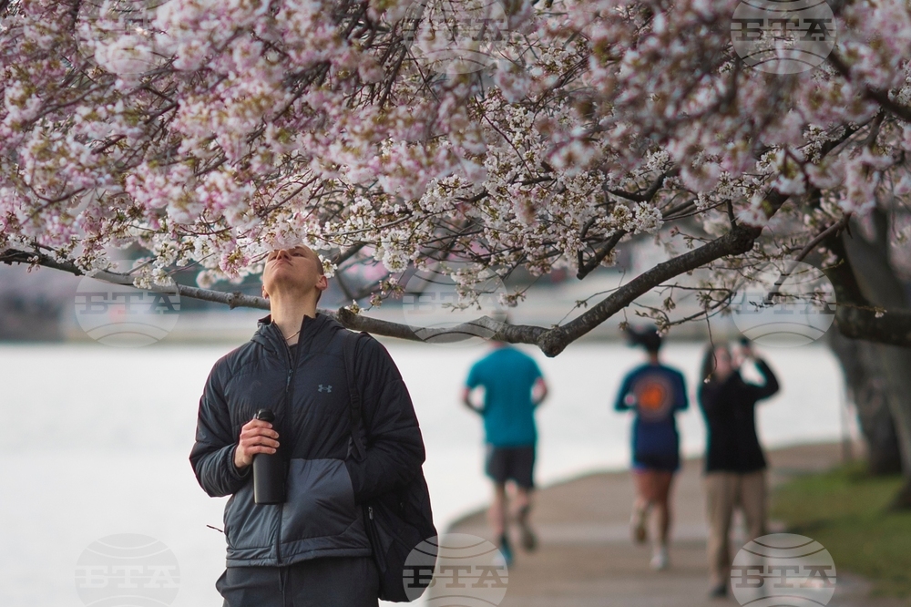 Washington Cherry Blossoms