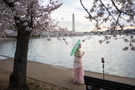 Washington Cherry Blossoms