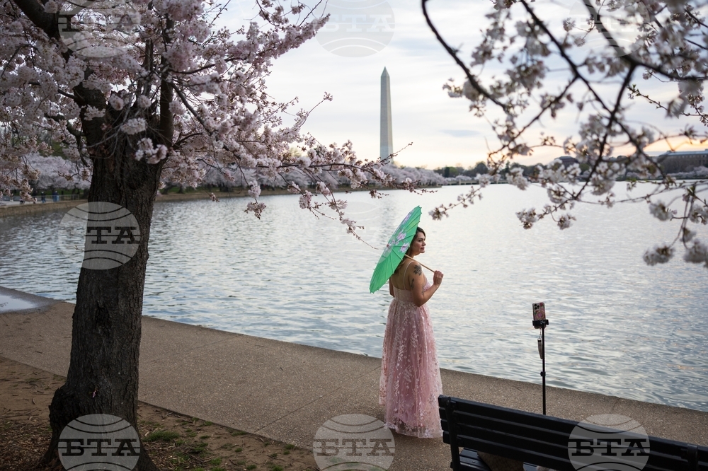 Washington Cherry Blossoms