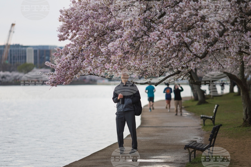 Washington Cherry Blossoms