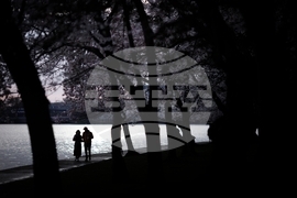 Washington Cherry Blossoms