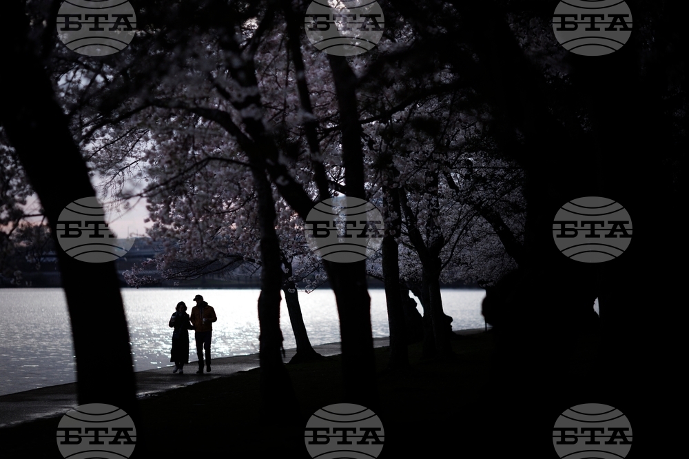 Washington Cherry Blossoms