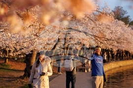 Washington Cherry Blossoms