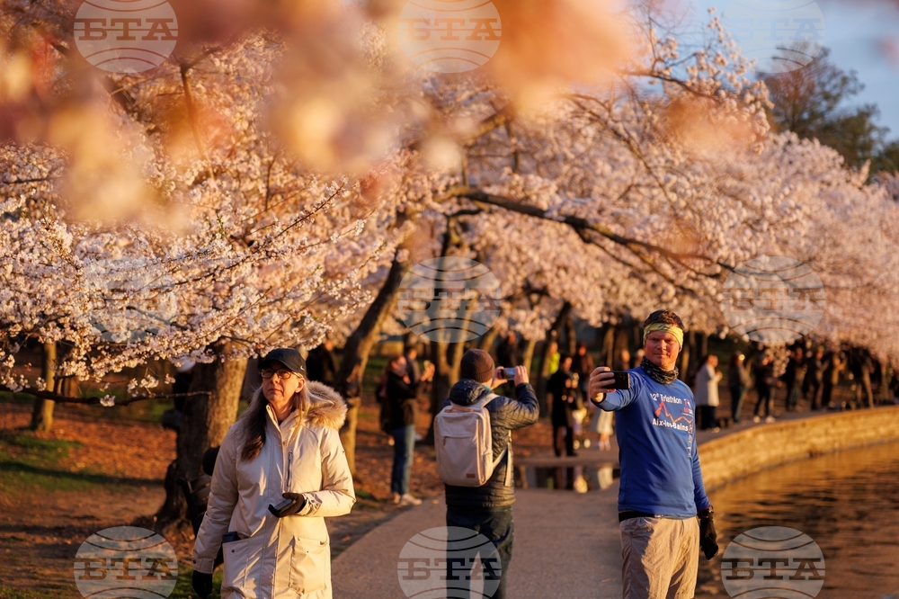 Washington Cherry Blossoms