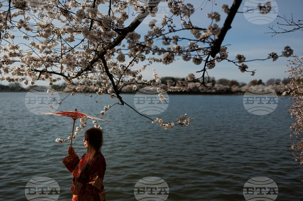 Washington Cherry Blossoms