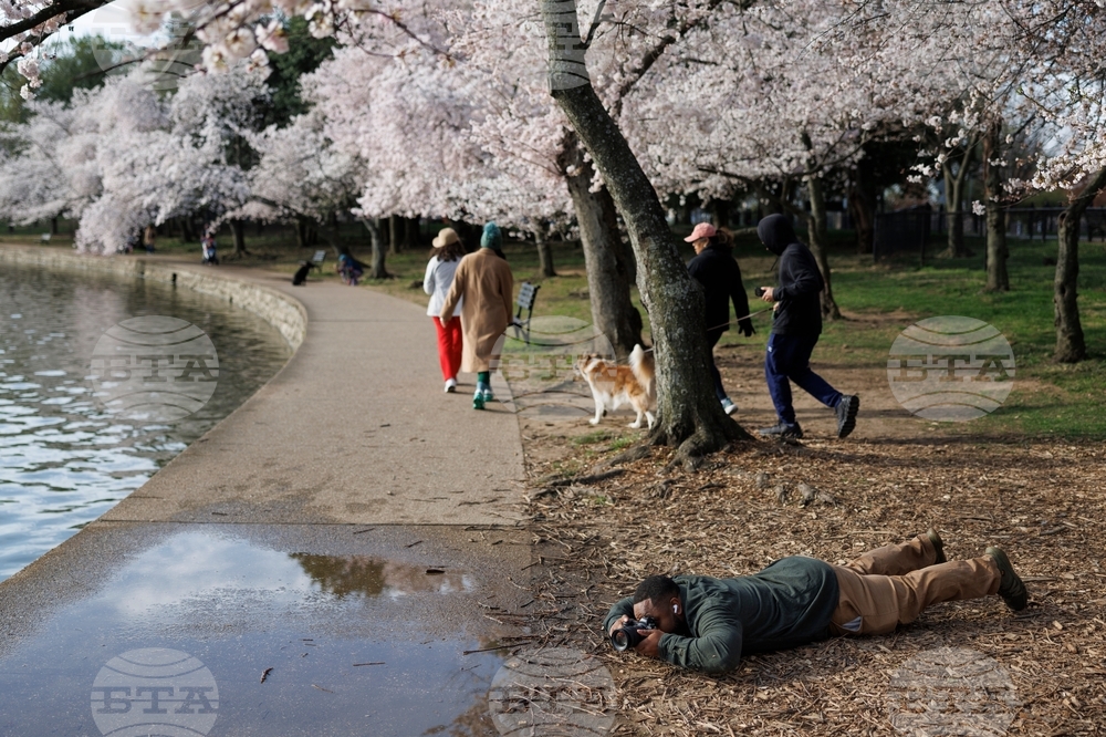 Washington Cherry Blossoms