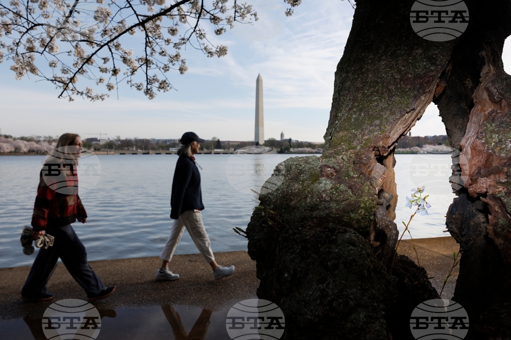 Washington Cherry Blossoms