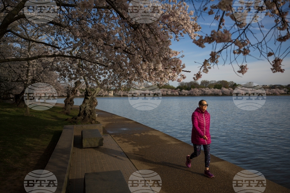 Washington Cherry Blossoms