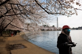 Washington Cherry Blossoms
