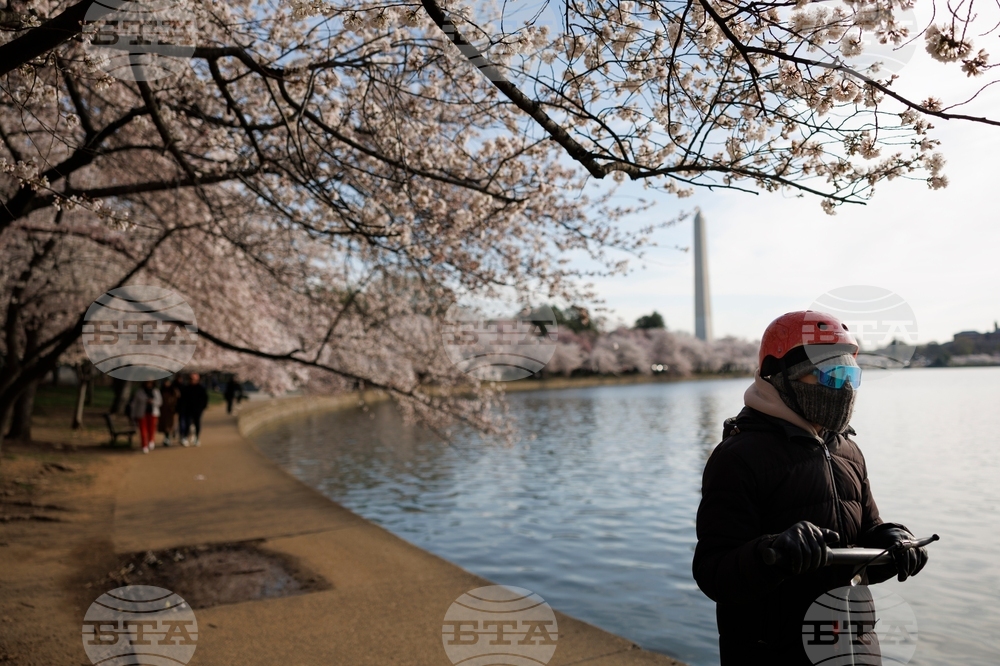 Washington Cherry Blossoms