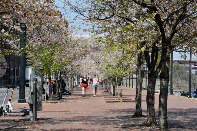 Nashville Cherry Trees