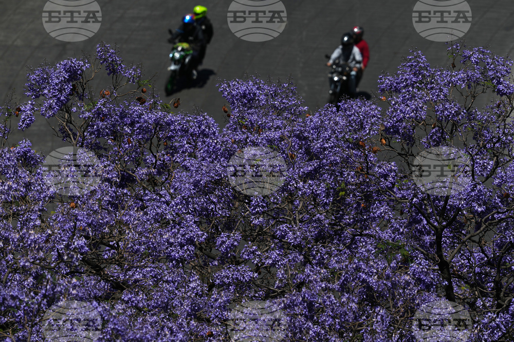 Mexico Jacaranda Blossoms