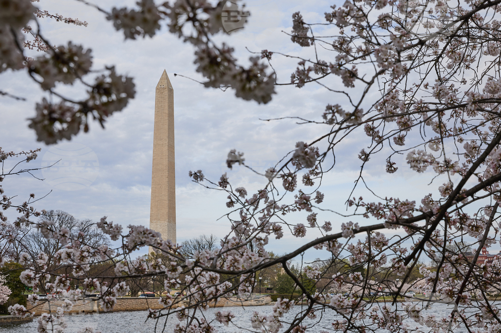 Washington Cherry Blossoms