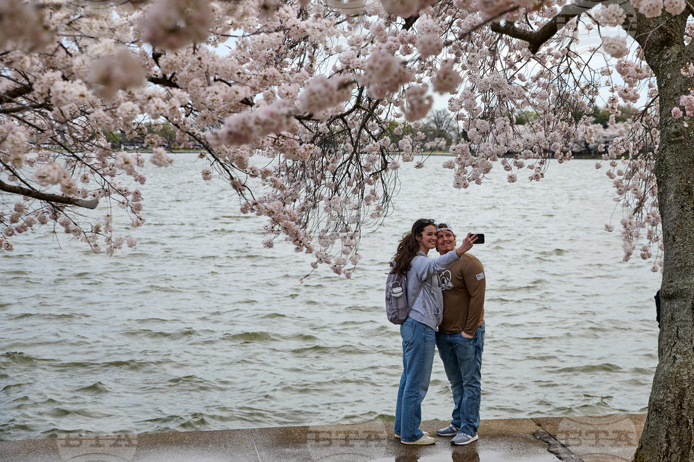 Washington Cherry Blossoms