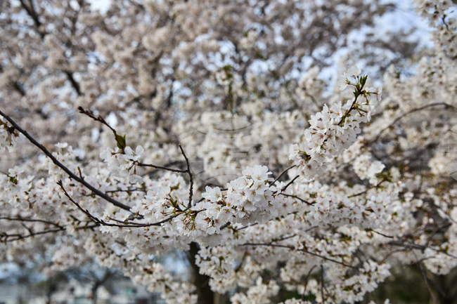 Washington Cherry Blossoms