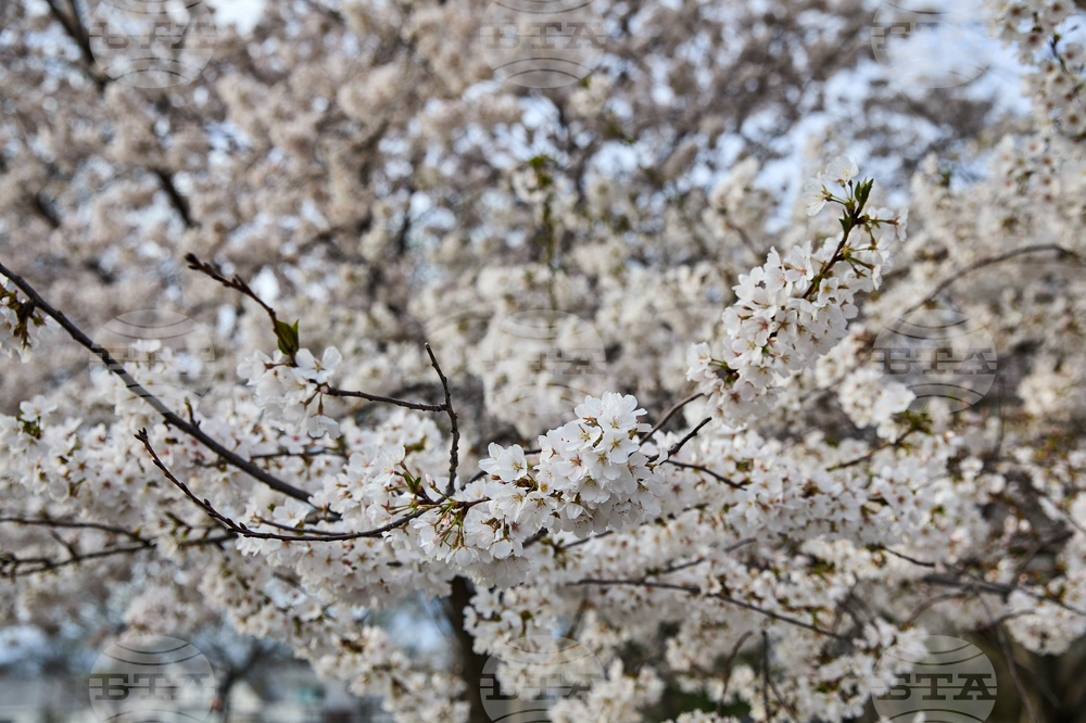 Washington Cherry Blossoms