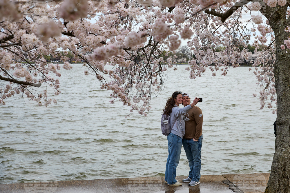 APTOPIX Washington Cherry Blossoms