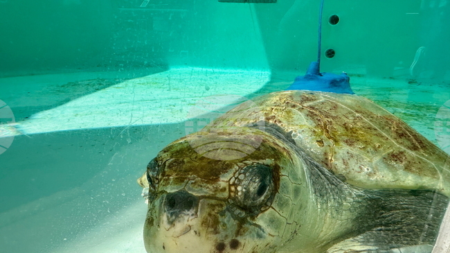 Огромна морска костенурка ще бъде върната в естествена среда след продължително лечение в Гърция 
