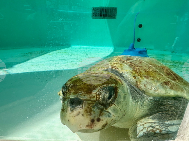 Огромна морска костенурка ще бъде върната в естествена среда след продължително лечение в Гърция 