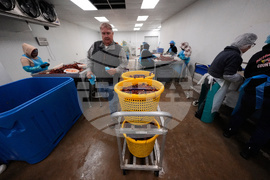 Immigration Guest Workers