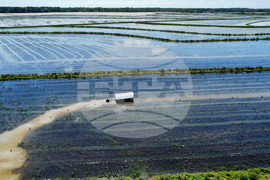 Immigration Guest Workers