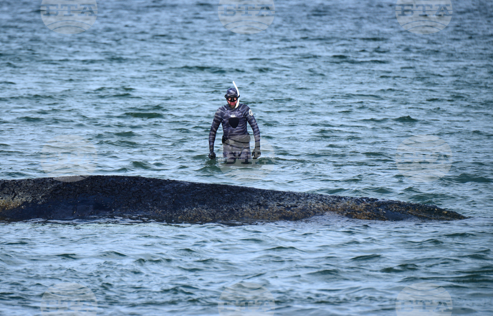 Germany Whale Rescue