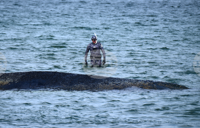 APTOPIX Germany Whale Rescue