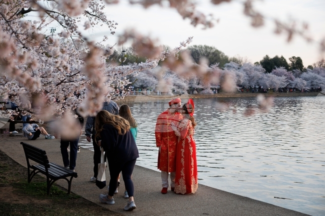 Washington Cherry Blossom