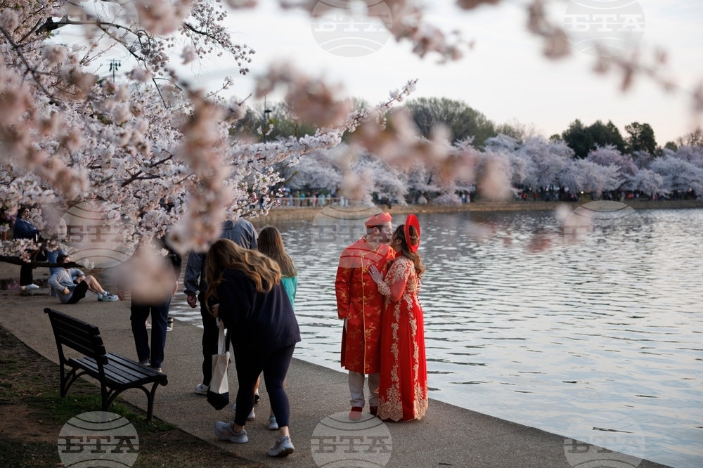 Washington Cherry Blossom