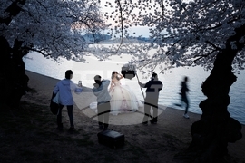 Washington Cherry Blossom