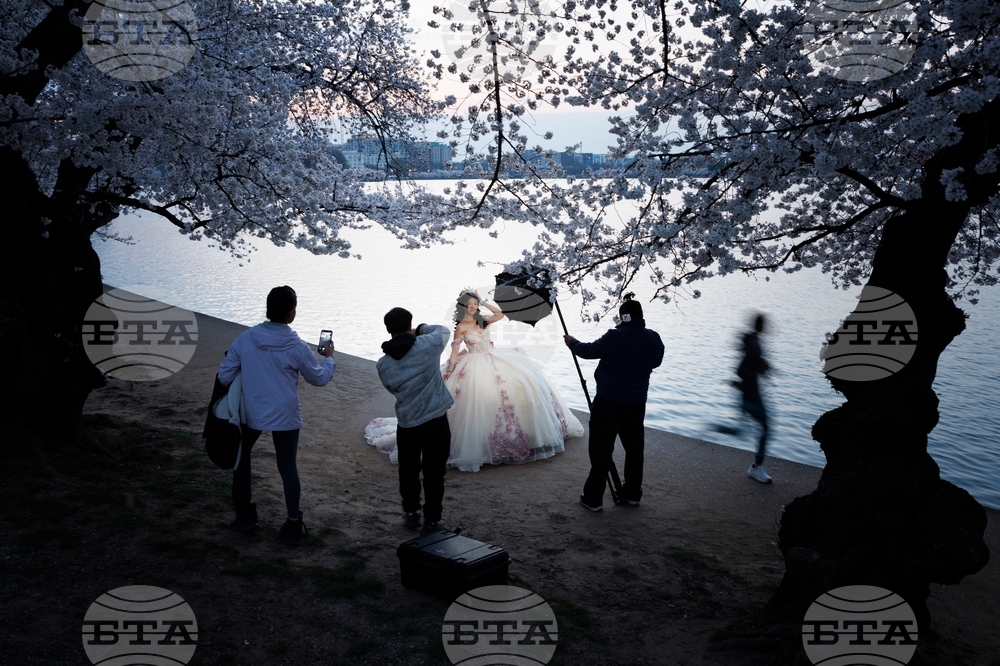 Washington Cherry Blossom