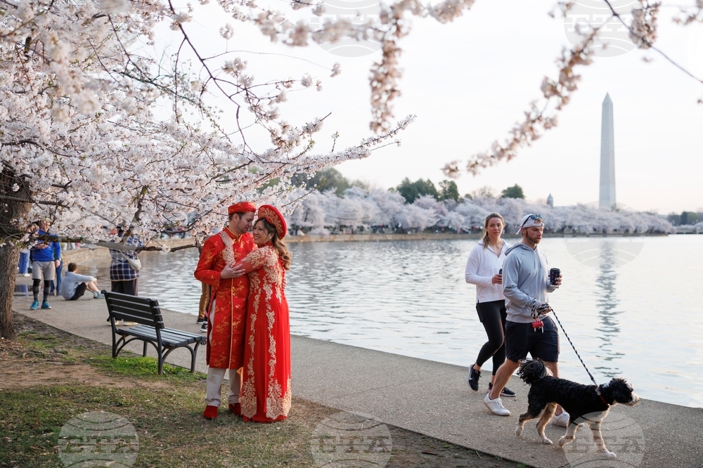 Washington Cherry Blossom