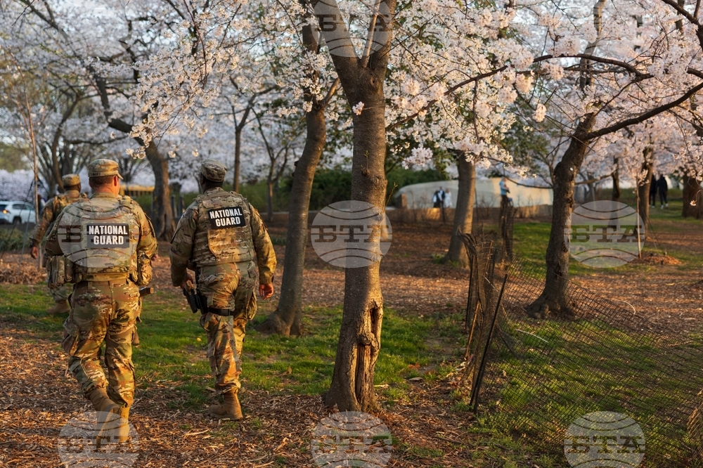 Washington Cherry Blossom