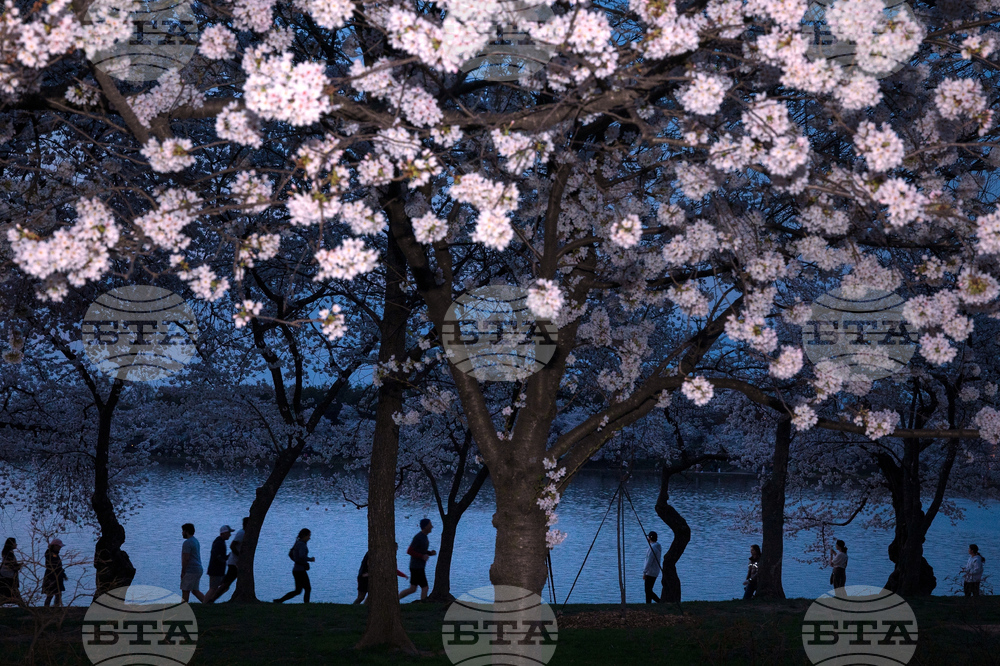 Washington Cherry Blossom