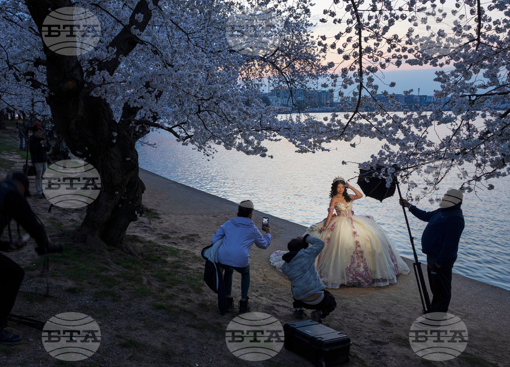 Washington Cherry Blossom