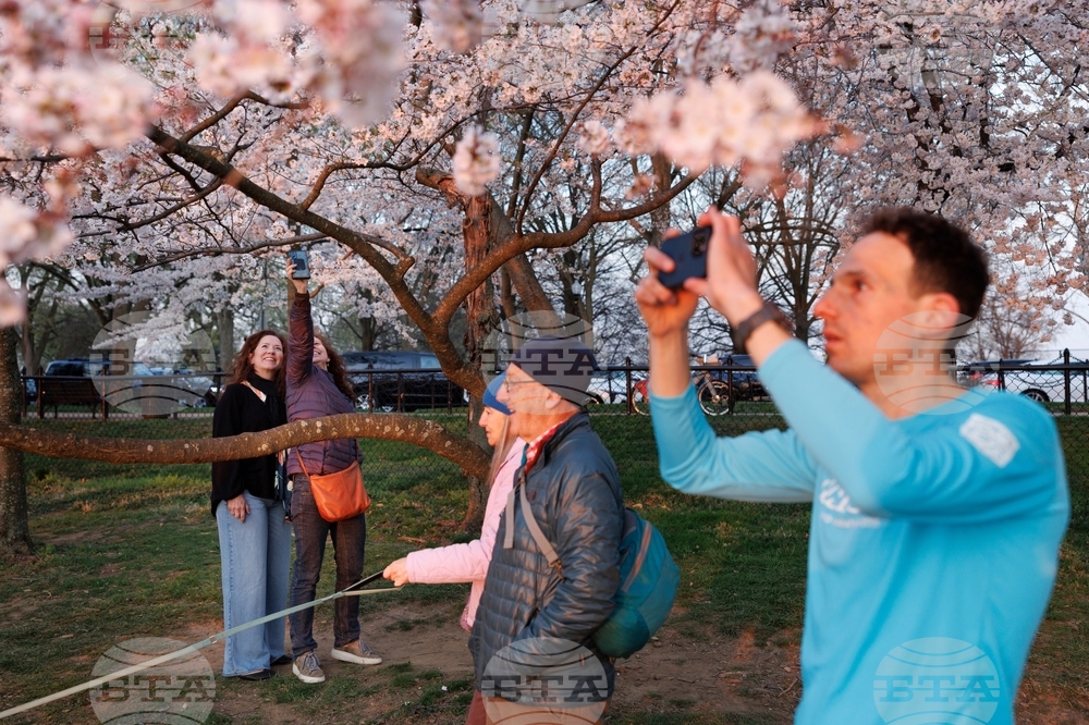 Washington Cherry Blossom