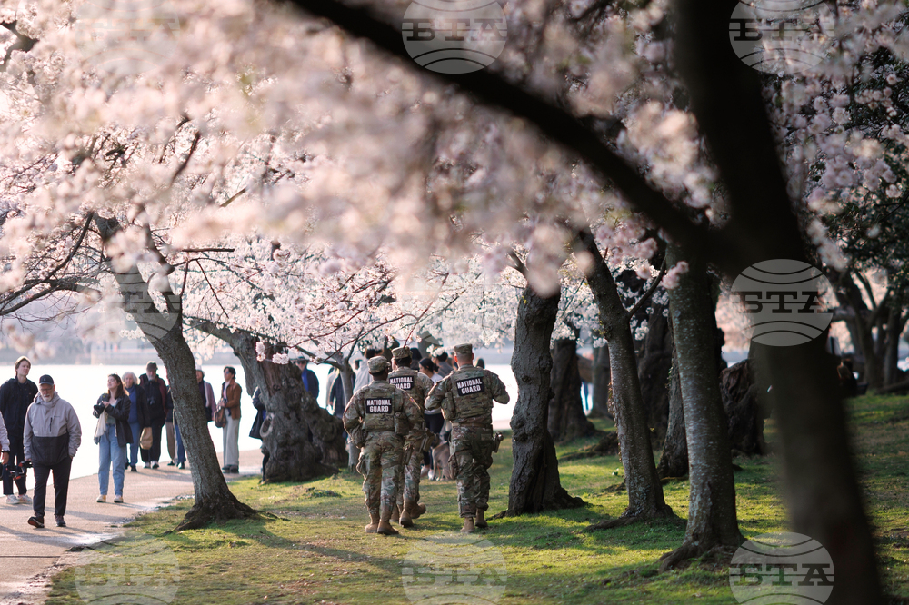 Washington Cherry Blossom