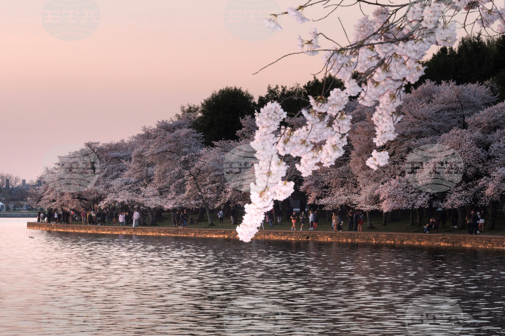 Washington Cherry Blossom