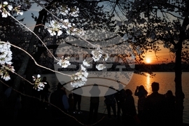 Washington Cherry Blossom