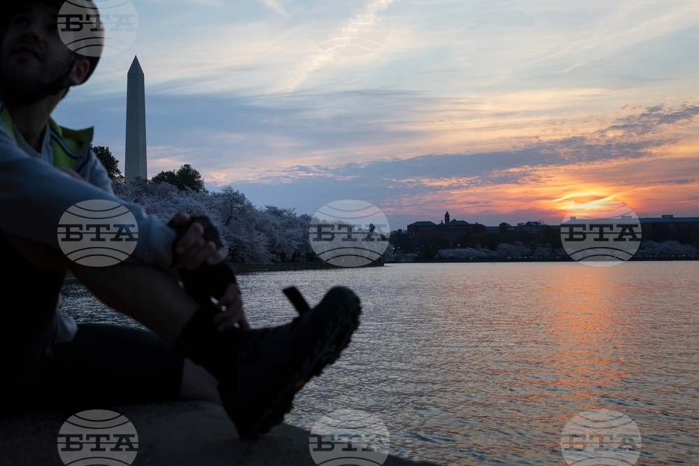 Washington Cherry Blossom