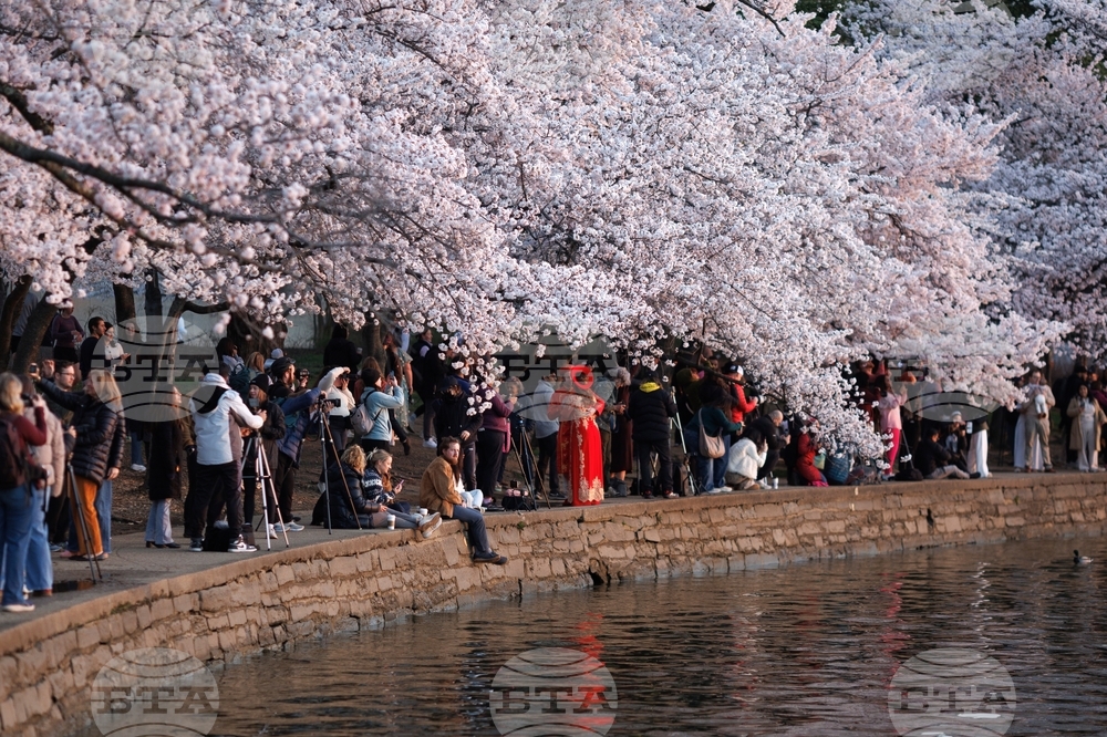 Washington Cherry Blossom